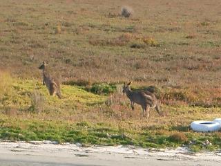 Kanguruhs an den Gippsland Lakes